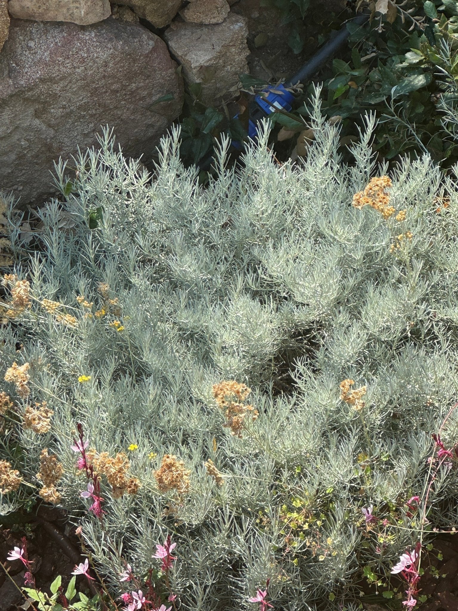 The Magic of Immortelle: Corsican Gold and Your Dog’s Radiant Skin